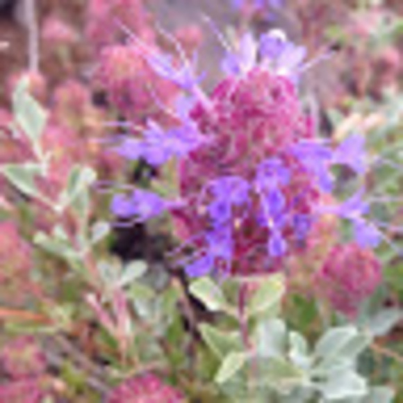 Meet your Posher, Andrea - Picture 1 of 1